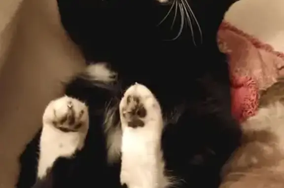 Chat perdu, Mimizan, photo: Chatte noire et blanche perdue à Mimizan