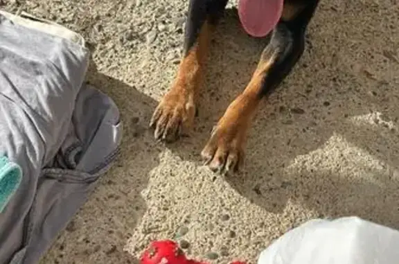 Chien trouvé Arles, photo: Chien âgé trouvé à Arles, rhumatisme