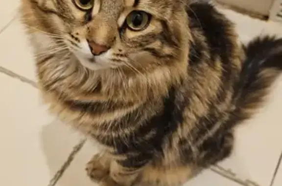 Chat perdu, Saint-Fargeau-Ponthierry, photo: Chat mâle tigré disparu à Saint-Fargeau