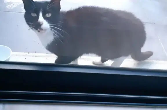 Chat trouvé Pont-l'Abbé, photo: Chat trouvé Route de l'Île Chevalier