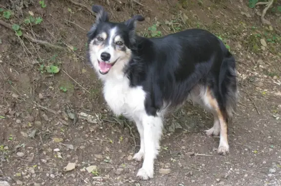 Chienne border collie perdue à Buzeins - photo