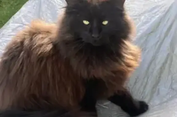 Animaux perdus Urt, photo: Chatte norvégienne noire disparue à Urt