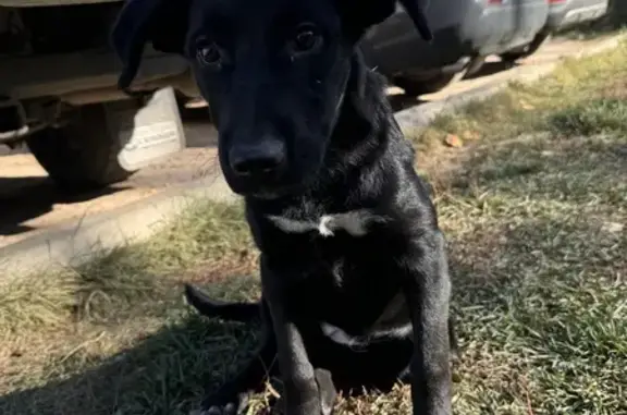 Lost Black Labrador 'Baba' in Grande Prairie