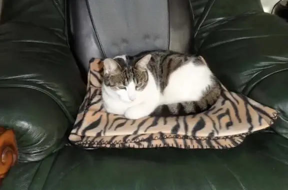Chatte blanche et tigrée disparue à Saverne - photo