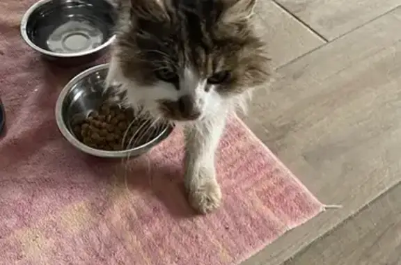 Chat blanc et tigré trouvé à St Malo - photo