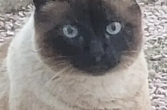 Chat perdu, Appietto, photo: Siamois mâle disparu à Appietto