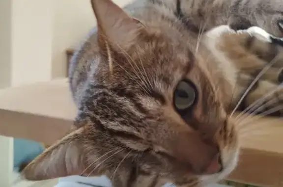 Animaux perdus Le Pizou, photo: Chat tigré marron, un œil, perdu Le Pizou