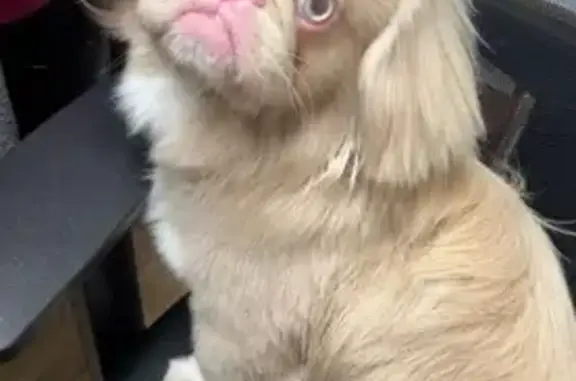 Missing Albino Pekingese: Help Find Him!