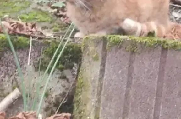 Chat costaud trouvé avec collier vert à Bœrsch - photo