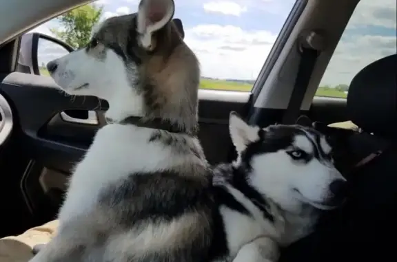 Lost Huskies in Murrieta - Help Needed!