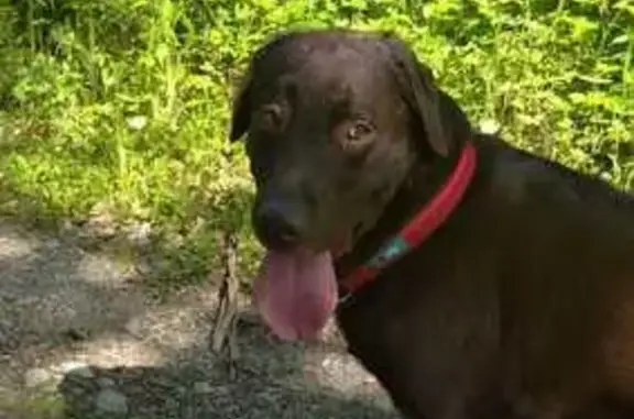 Chien perdu Bonne, photo : Chien labrador chocolat perdu à Bonne