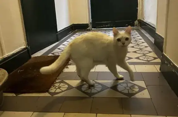 Chat blanc trouvé devant restaurant D’Oro - photo