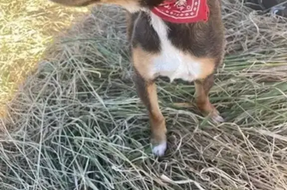 Chien trouvé avec collier rouge à Aubignan - photo