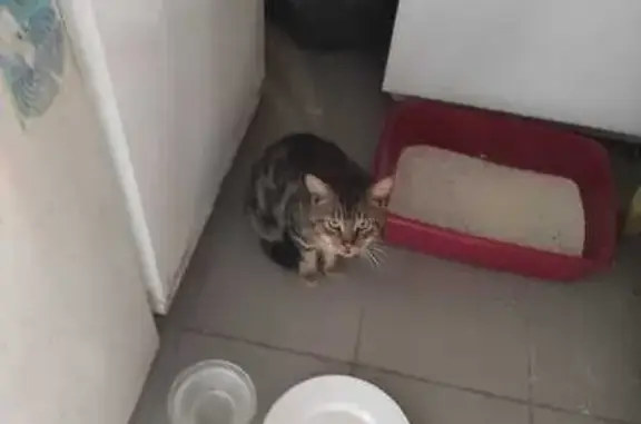 Chat trouvé Faye-l'Abbesse, photo: Chatte tigrée trouvée à Faye