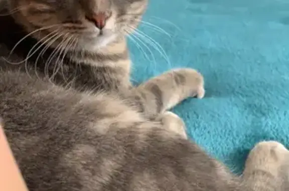 Chat Européen 4 ans perdu à Ramatuelle - photo