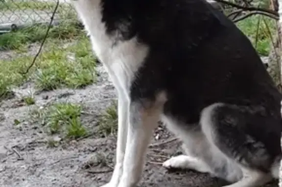 Chien perdu Saint-Maurice-sur-Moselle, photo : Husky noir et blanc perdu à Saint-Maurice