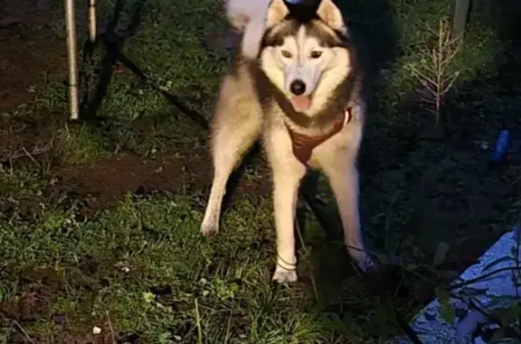 Husky trouvé avec harnais rouge à Pierresse - photo