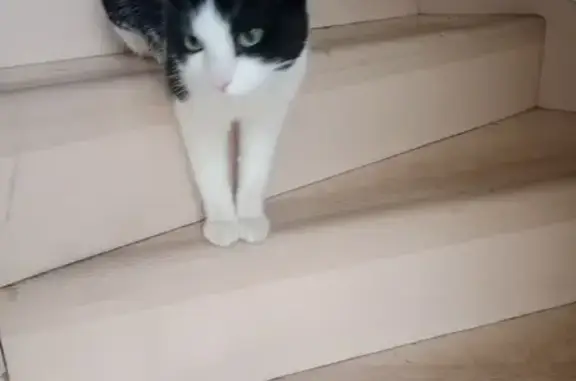 Chat trouvé Beaune, photo: Chat noir et blanc trouvé à Beaune