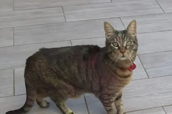 Chat perdu, Arcangues, photo: Chatte non-voyante perdue à Arcangues