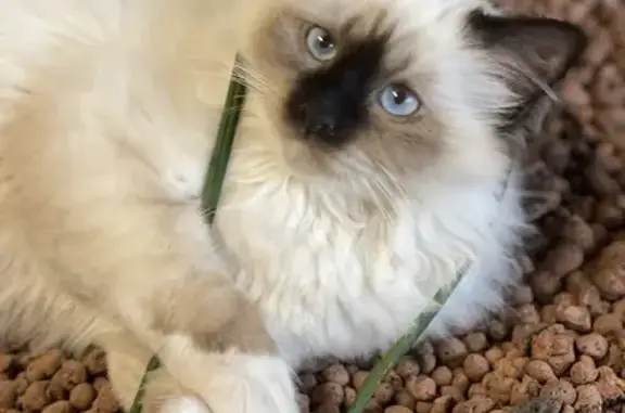 Chat perdu, Saint-André-les-Vergers, photo: Chat perdu : Birmanie blanc beige marron