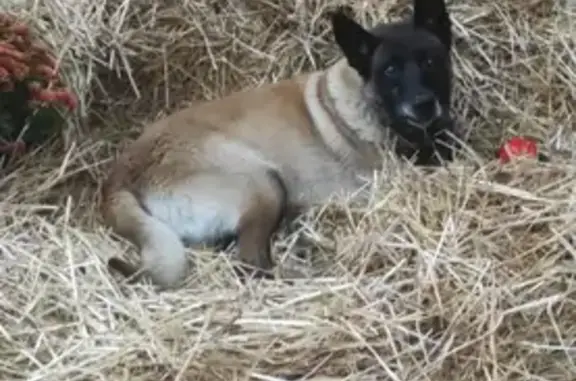 Зник собака Малінуа на Вишневій вулиці