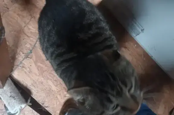 Animaux trouvés , photo: Chat tigré trouvé, mâle stérilisé, Vieux-Pont