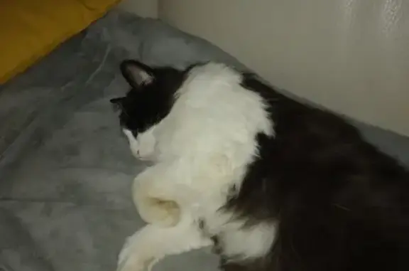 Animaux perdus Saint-Laurent-du-Var, photo: Chat angora noir et blanc perdu