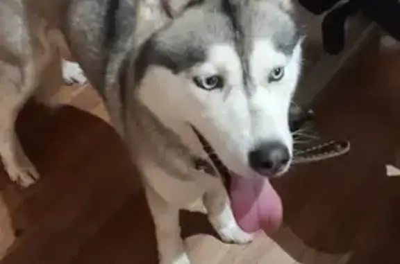 Chienne husky tricolore trouvée à Argenteuil - photo