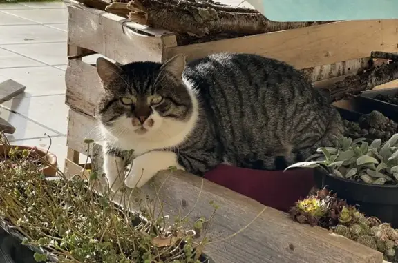 Chat mâle tigré/blanc trouvé à Arthon - photo