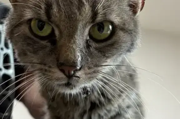 Chat tigré trouvé devant mairie Chalaines - photo
