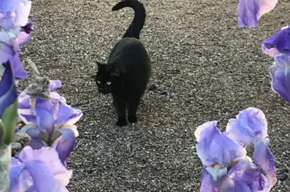 Chat perdu, Saint-Médard-d'Eyrans, photo: Petite chatte noire disparue à Saint-Médard