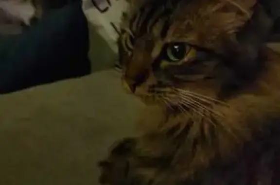 Animaux perdus Clermont-Ferrand, photo: Chatte tigrée disparue à Clermont-Ferrand