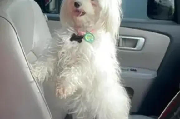 Lost: White Maltese 'Mia' in Miami