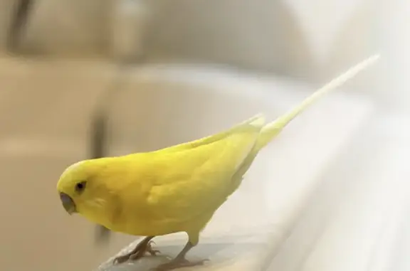 Help Find Our Beloved Yellow Budgie!