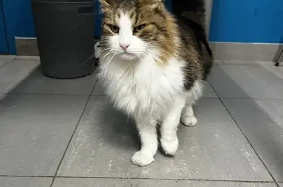 Chat mâle tricolore trouvé à Trets - photo