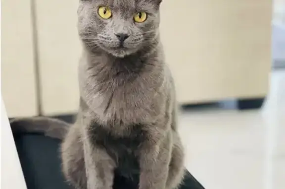 Help Find Thunder: Missing Grey Cat