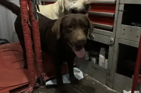 Deux labradors mâles trouvés à Meynes - photo