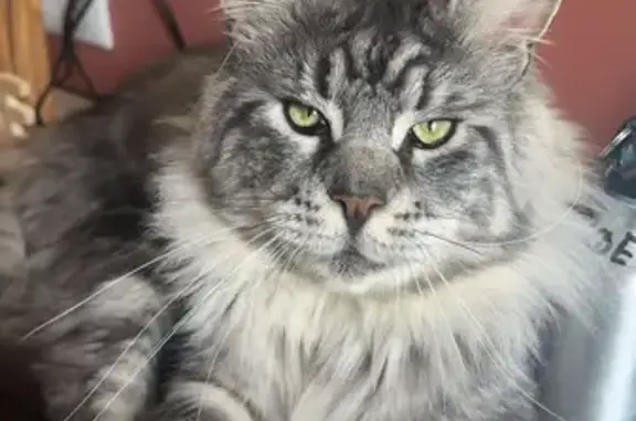 Animaux perdus , photo: Main Coon 2 ans perdu à Marby