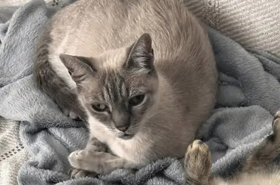 Animaux perdus Saint-Jean-de-Védas, photo: Chatte blanche Neige disparue à Saint-Jean