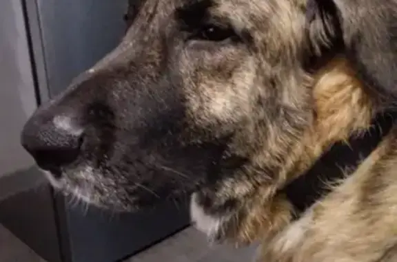Chien perdu Monein, photo : Chien perdu : Merlin, Mastin Espagnol