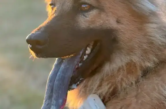 Chien perdu : Eurasier femelle à La Bresse - photo