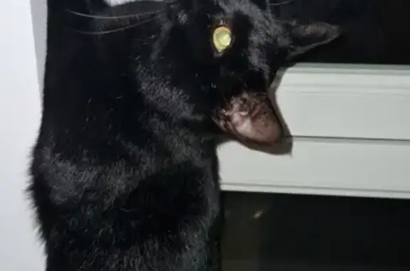 Chat mâle trouvé à Châteaubernard - photo