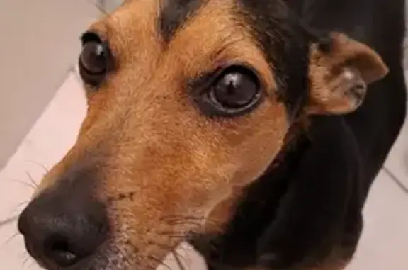 Chien perdu Floirac, photo : Chien disparu: Jack Russel noir et feu