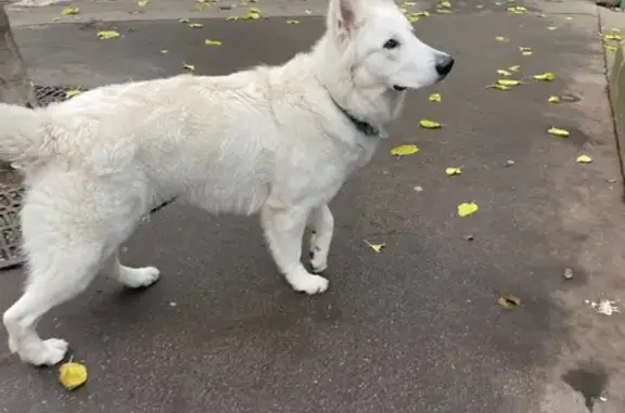 Chien Berger blanc suisse volé à Paris - photo