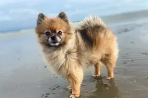 Chien perdu , photo : Spitz nain fauve perdu à Barneville