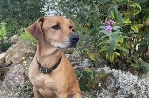 Chien perdu à Thiais : contactez-nous - photo