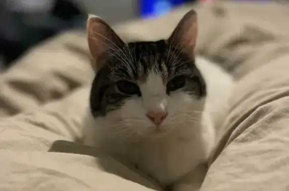 Animaux perdus Ver-sur-Mer, photo: Chatte blanche tigrée perdue à Ver-sur-Mer