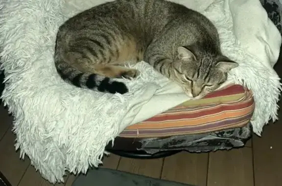 Chat perdu, Meylan, photo: Chat européen marron clair perdu à Meylan