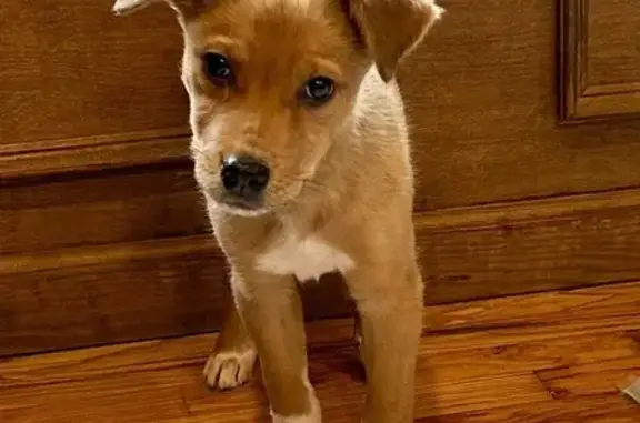 Help Find Missing Puppy in Rising Fawn!