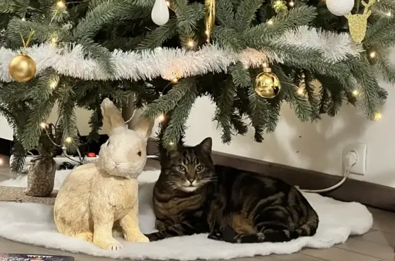 Animaux perdus Cesson, photo: Chat perdu : Waldo, tigré et sociable
